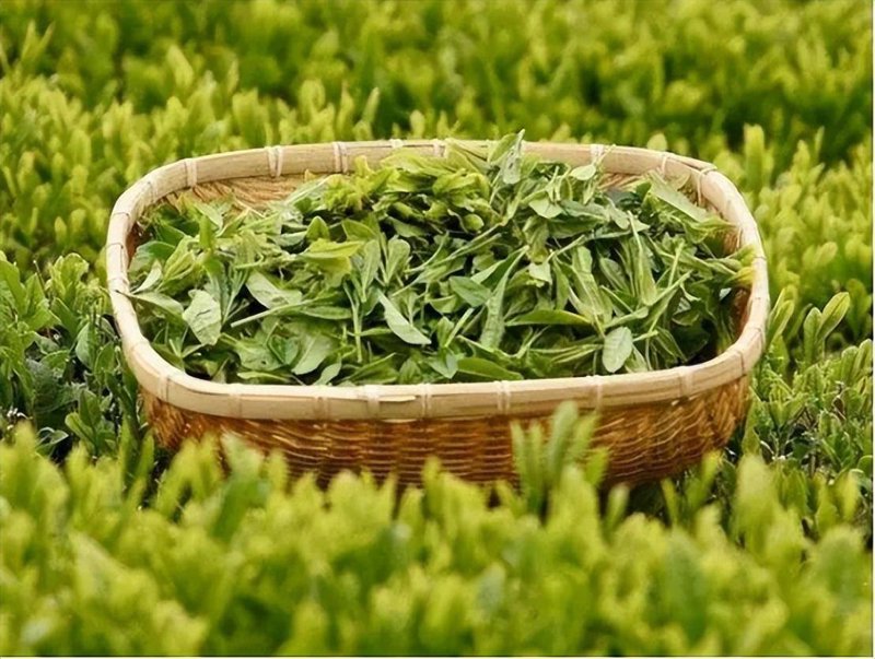 普洱茶与绿茶:一段跨越千年的对话