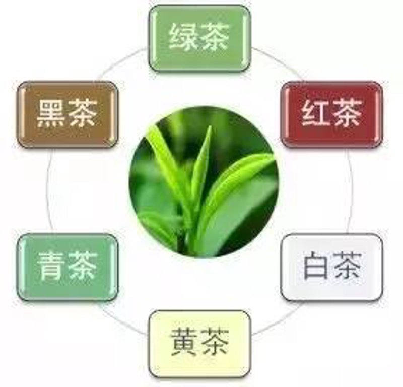 普洱茶是绿茶吗?揭开普洱茶真正的面纱