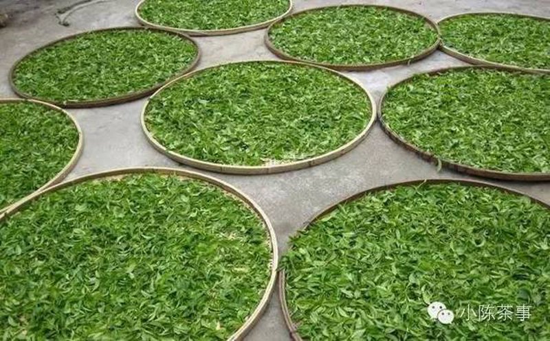 普洱茶与绿茶的区别:探索生普是否属于绿茶